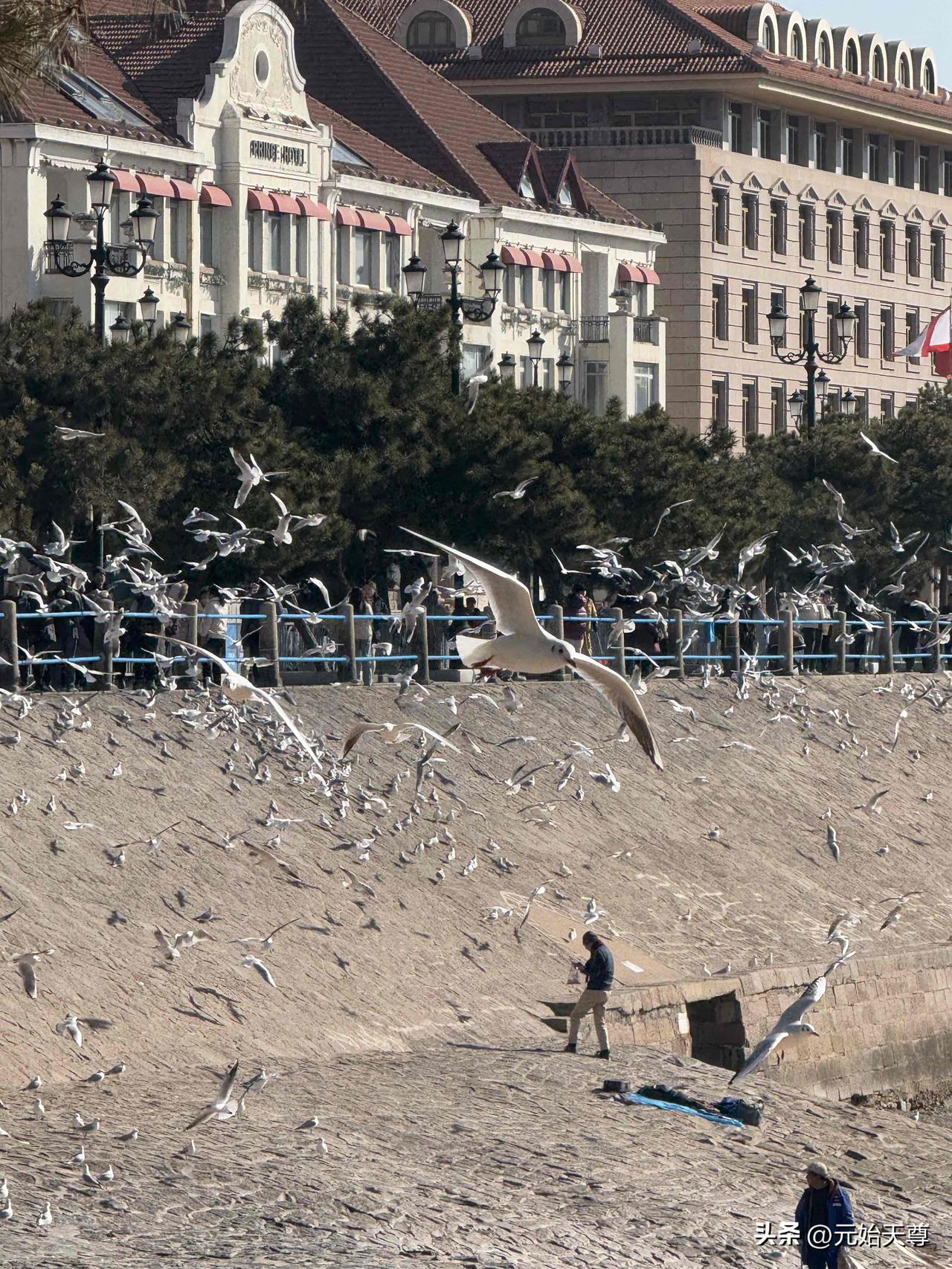 昨天上午去青岛中山公园小西湖看海鸥没有看到一只海鸥，海鸥的突然撤离太突然了，有很