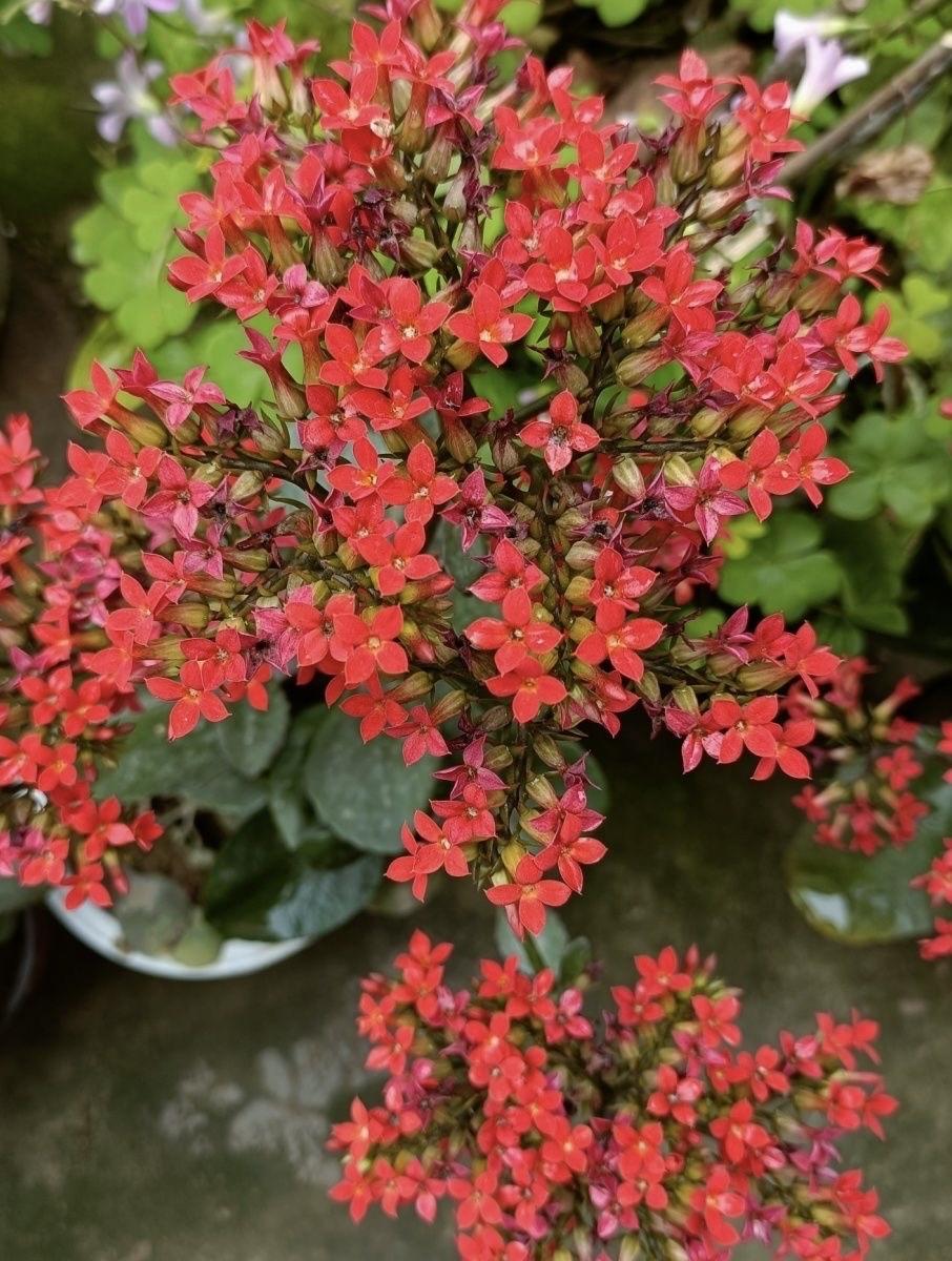 这花大家应该都认识—风味长寿花。
凤尾长寿花又名大叶红单，经典长寿花老品种。叶片