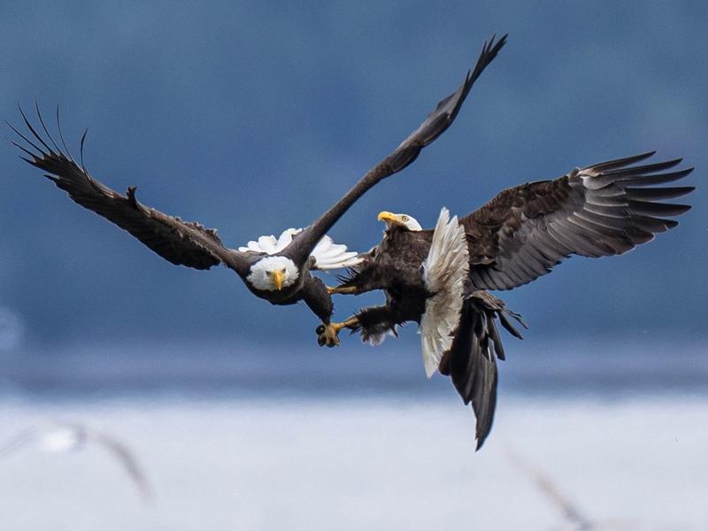 特朗普被白头海雕打脸视频再度火了 特朗普被白头海雕打脸的视频又火啦！早在2015