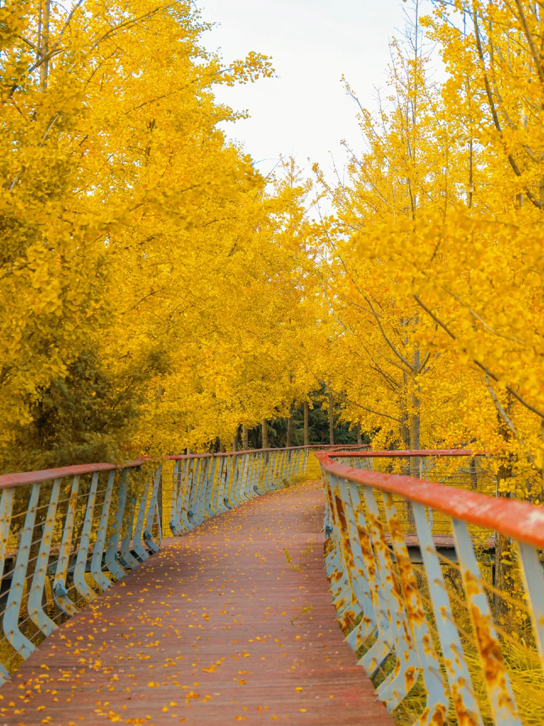 🚇地铁5号线直达…银杏长廊！！没有人！