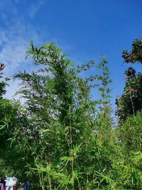 好天气好风景晒图笔记大赛

好天气是好风景的底色。
 
风轻云淡，天光柔和，草木