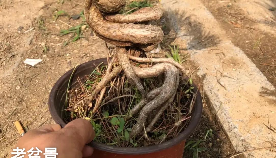 养了8年的老盆景，枝干干枯快枯死，突然冒出1片嫩芽，瞬间懂了：生命从不会认输
去