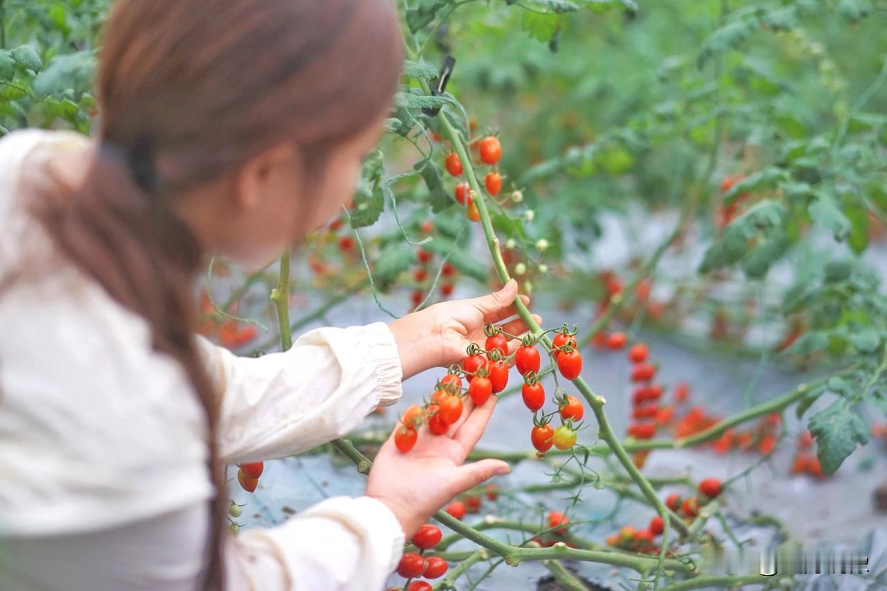 蕃茄丰收的季节
       大邑太平社区，令人欣喜的红蕃茄鲜艳挂枝，采摘的小姐