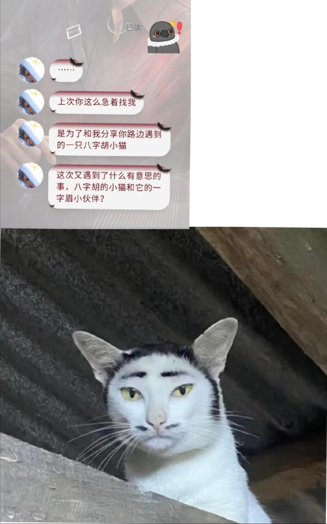 你说的是它吗秦彻？此猫集齐了八字胡和一字眉#恋与深空# ​​​
