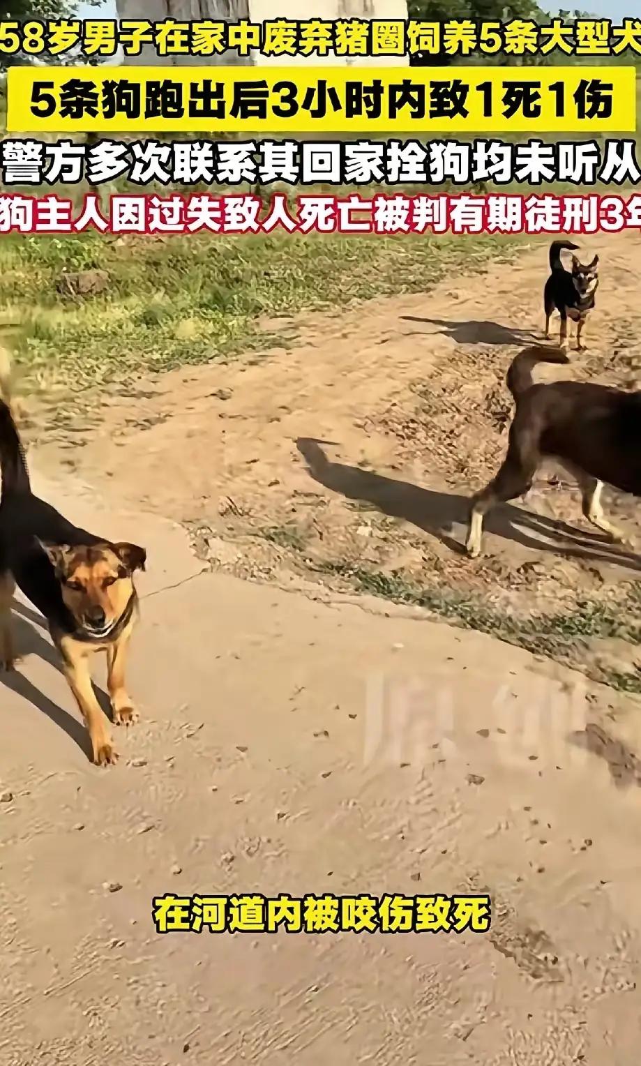 5条大狗当街撕咬路人致死，狗主不听警察劝告管控狗造成严重事故，法院判决大快人心！