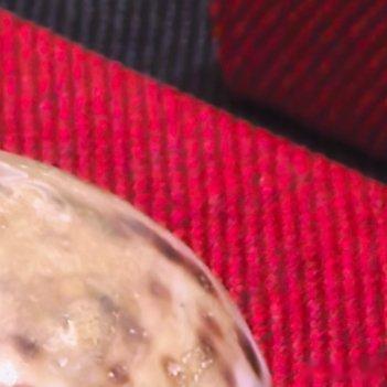 每天分享一件好玩的文物：          青铜和海贝组合成的梅花鹿，用海贝的天