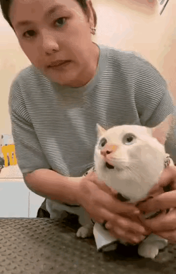狗咬了人需要打狂犬疫苗，如果猫咬了人估计也得打针，只是不懂得，咬了人的狗必须要处