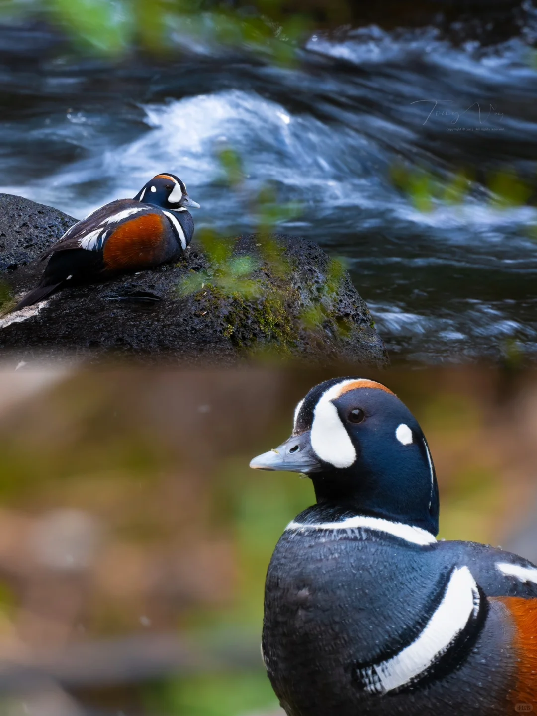 在林间溯溪而上，我看到身披旭日的“丑小鸭