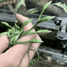 我艹
第一眼我看成了茶叶
仔细一看它居然会动
才知道是蛇啊😫