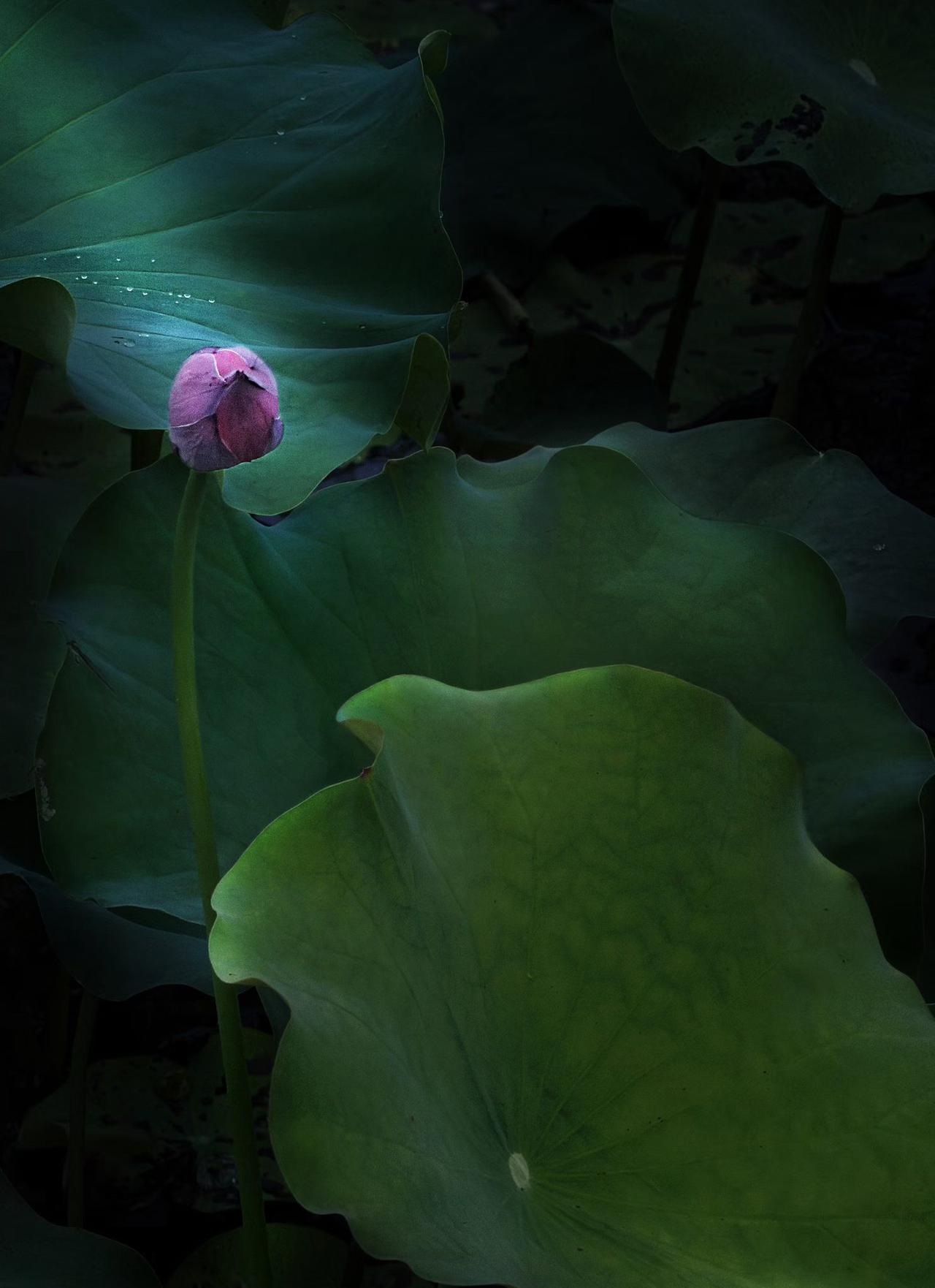 （原创）
荷塘继拍之墨池红影……