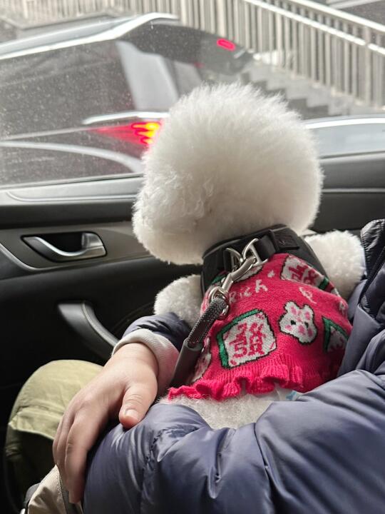 我妈说我脑袋像一颗汤圆