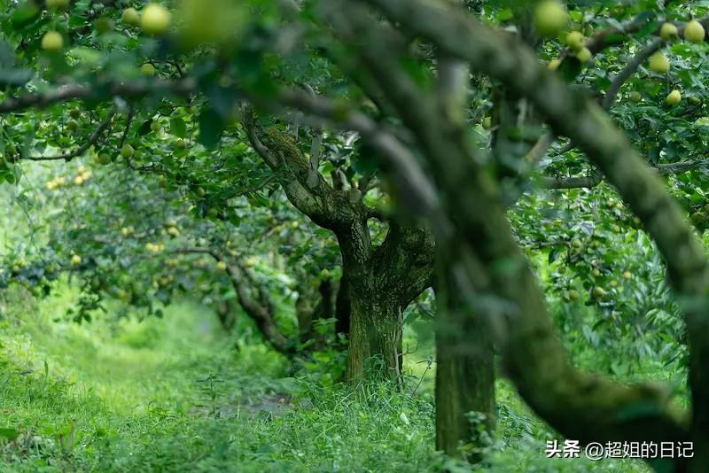 果树种的多了,你说有用还是没用?
如果是自己家院子种植，种多了就没用，因为吃不了