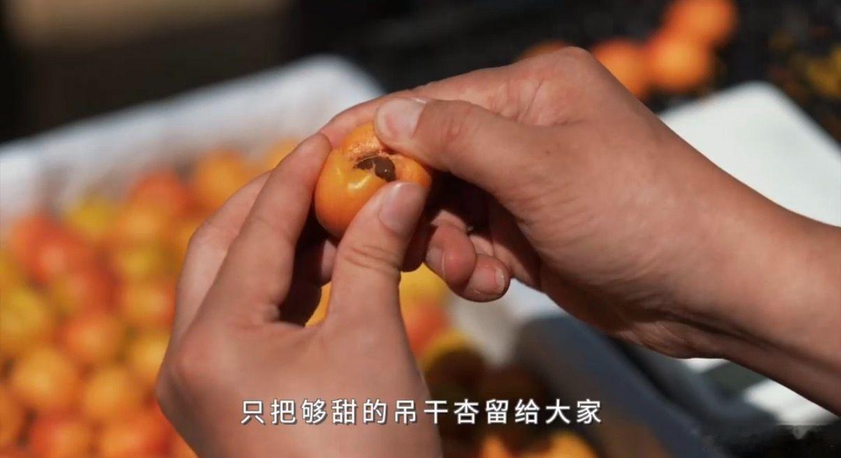 在福建解锁新疆地道甜杏福建人严选的吊干杏在福建也能轻松解锁新疆地道甜杏，深入新疆