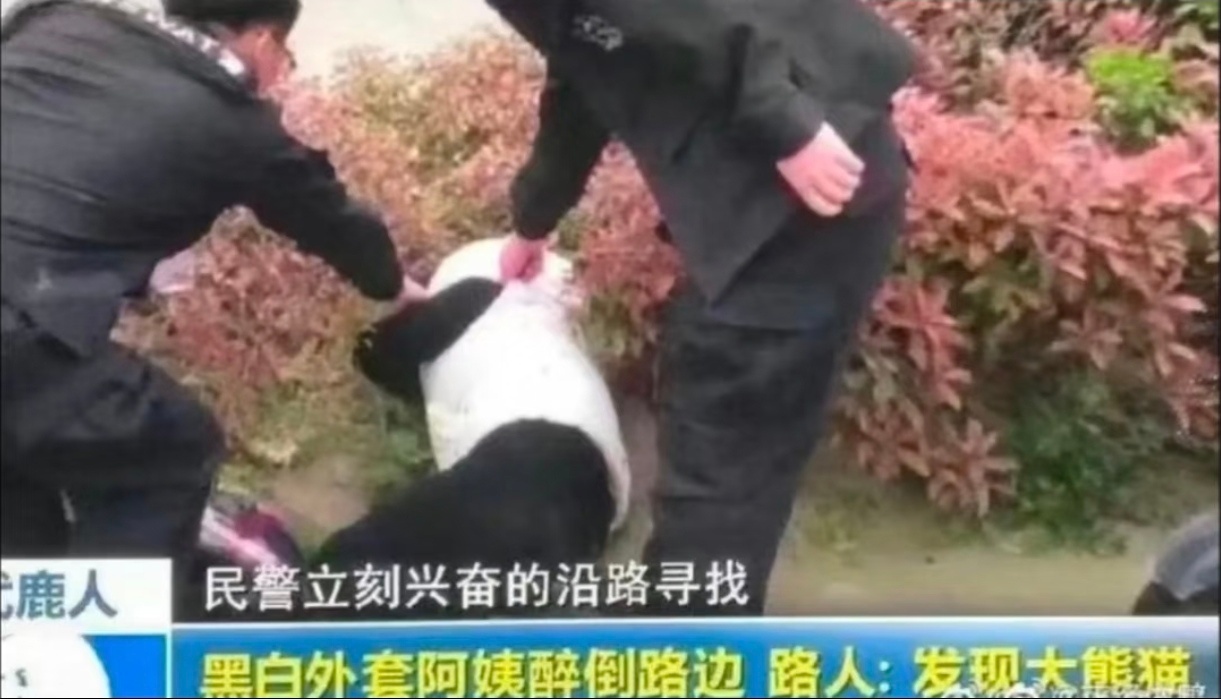 黑白郎君醉倒路边。路人：发现大熊猫。 