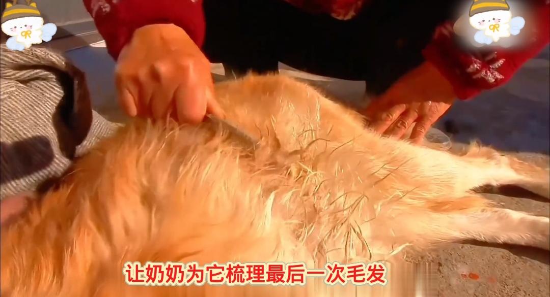 万物皆有情！狗狗临终前让奶奶梳理毛发，离世后捐献角膜照亮同类

相伴十年的狗狗身