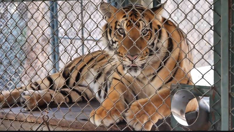 泰国清迈72只老虎集中死亡 泰国农业与合作社部畜牧司21日就清迈发生的老虎集中死