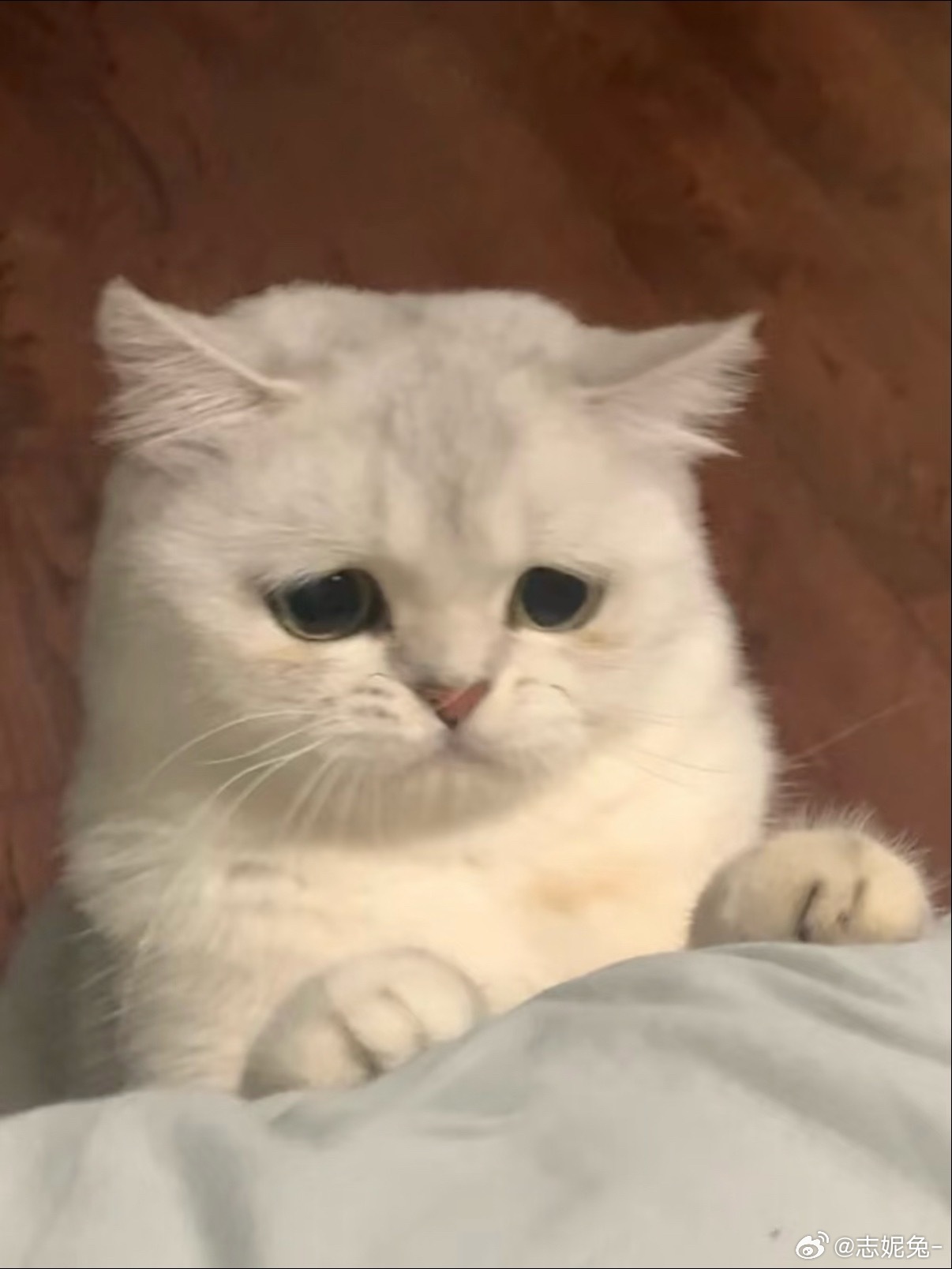 可是她很会用下垂眼呀🥺 ​​​