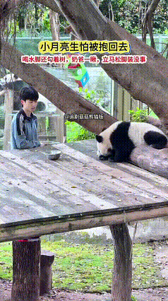 刷到熊猫小月亮的视频，被它的小心思逗得乐不停。喝水时脚还勾着树，生怕被奶爸抱回去