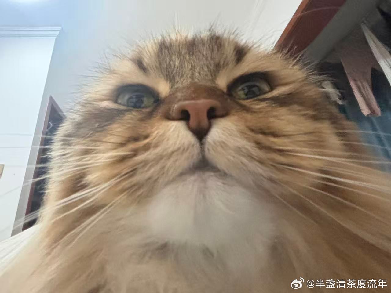 狮身咪面像猫趴在飘窗上，前爪伸直贴在台面，后半身稳稳撑着，整个身子绷成一条直线，