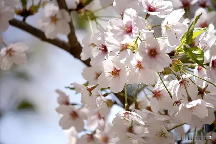 采桑子 · 樱桃花

作者：赵师侠

梅花谢后樱花绽，浅浅匀红。试手天工。百卉千