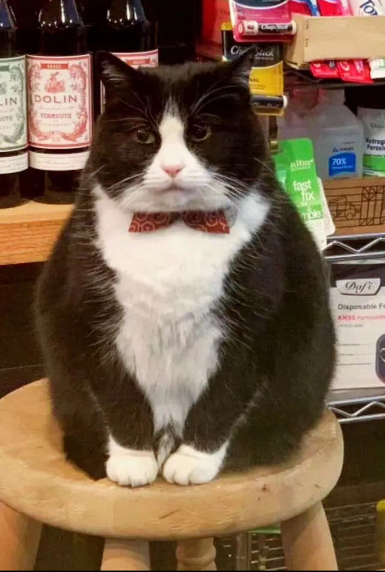 店长不允许我们叫它胖猫 ！！！ 