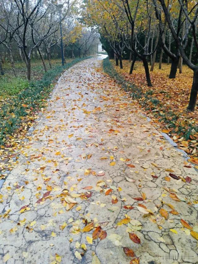 #一句诗记录秋日生活#“霜枫红透半山秋，闲坐庭前诗意悠。”
 
这句诗描绘了秋日