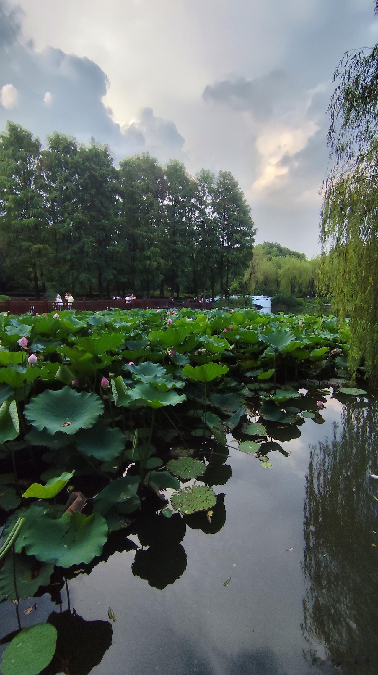 有没有好看的风景图片分享夏日荷叶翠滿湖