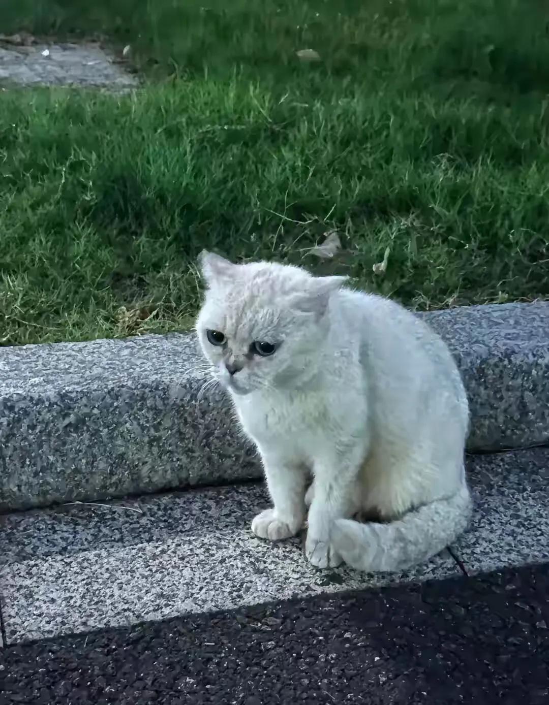 大数据又给我推衢州这只无辜的流浪猫，我的眼泪涮的流出来了。我不知道自己为什么会这