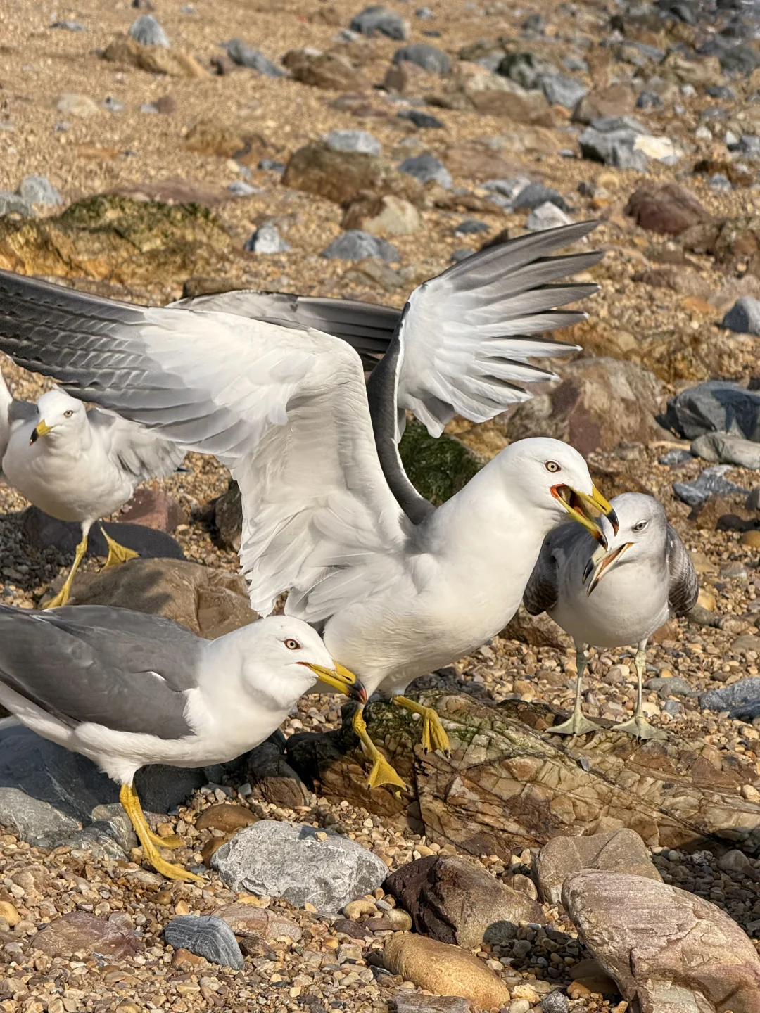 星海广场16:05实况，大连旅游必备节目喂海鸥