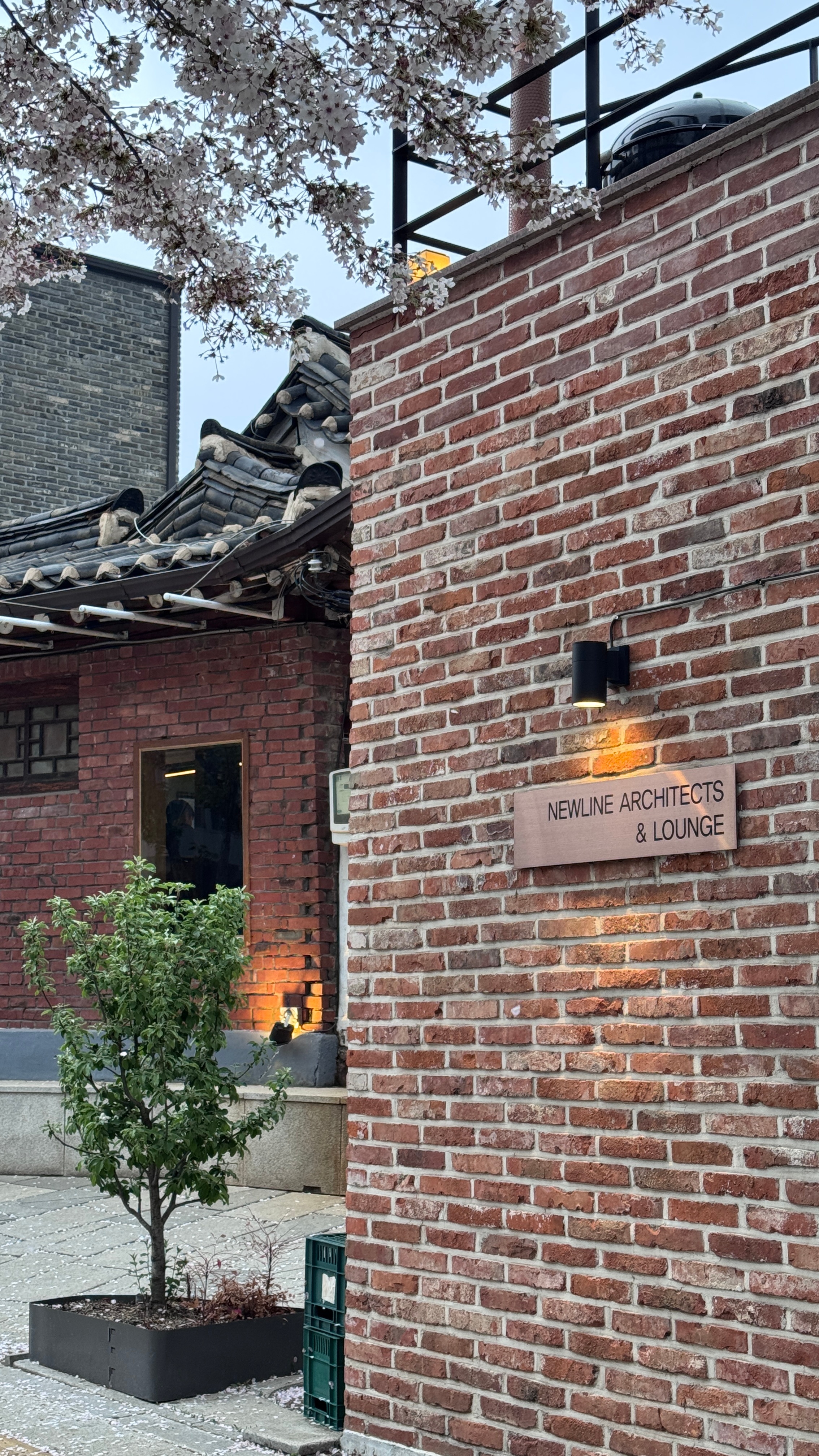 都来看这两张live 樱花飘落绝美！独加记一