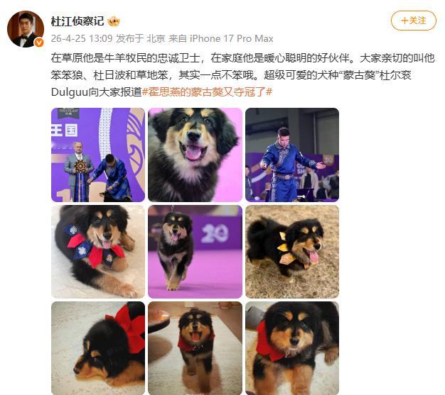 【杜江回应霍思燕的蒙古獒又夺冠了】霍思燕的蒙古獒又夺冠了 4月25日，杜江发文回