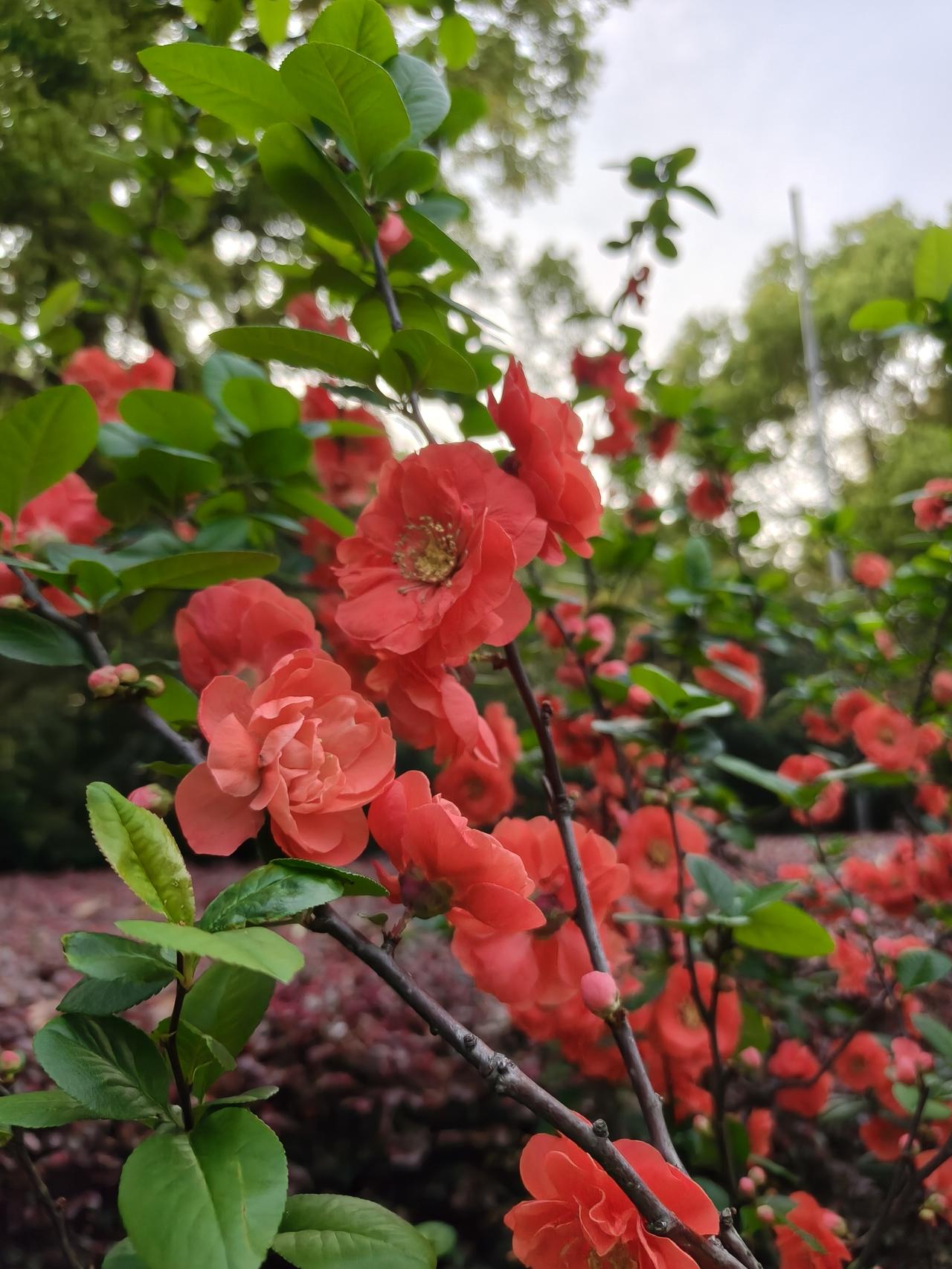 今天去了趟黄兴公园，前年秋天去过一次看银杏树叶子。
没想到公园大修了，到处都是围