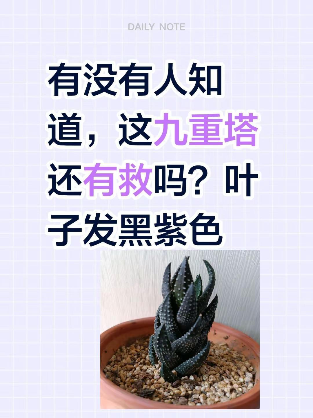 有没有人知道，这九重塔还有救吗？叶子发黑紫色小助手 多肉九重塔 多肉养护