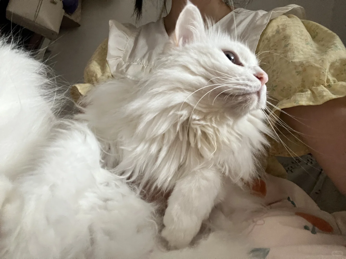 潦草小猫