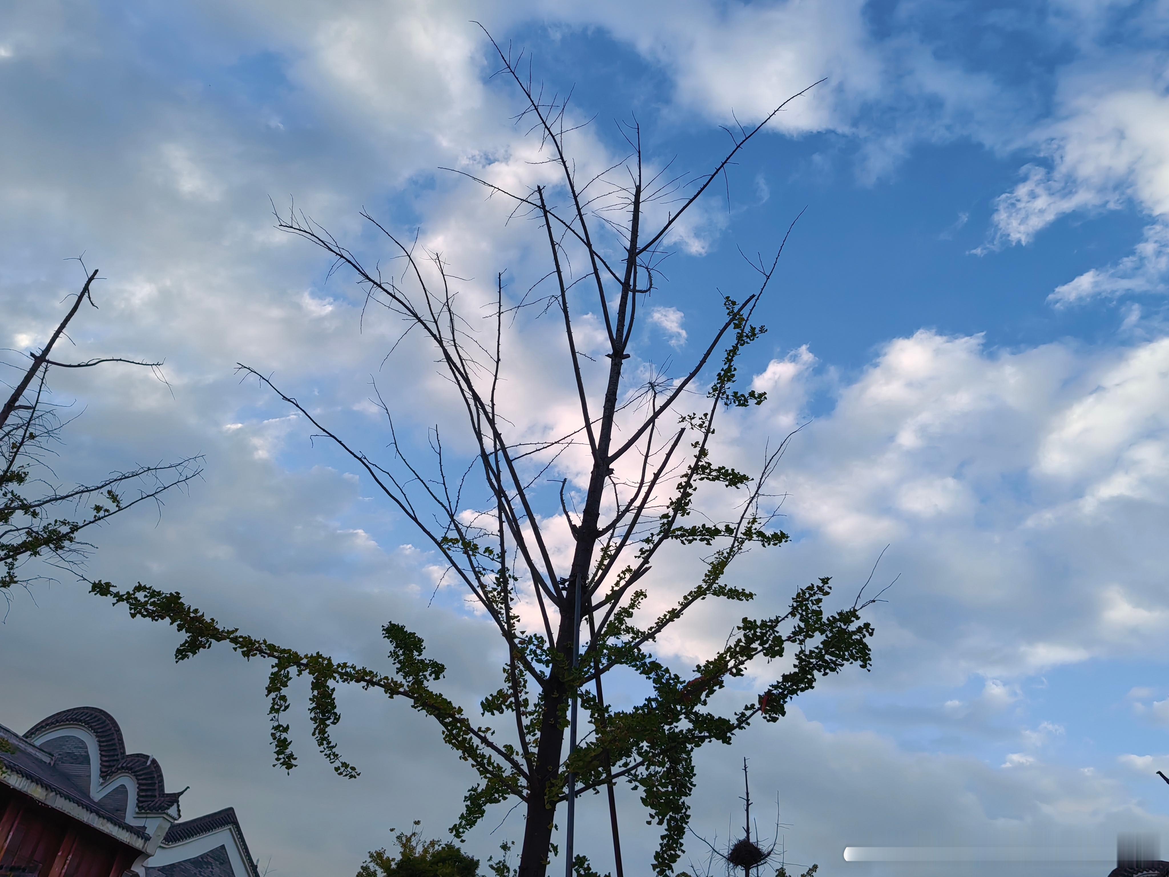 台风科罗旺虽然停编了，但北方的这场雨下得真够意思。兰州从31℃直降到17℃，这温