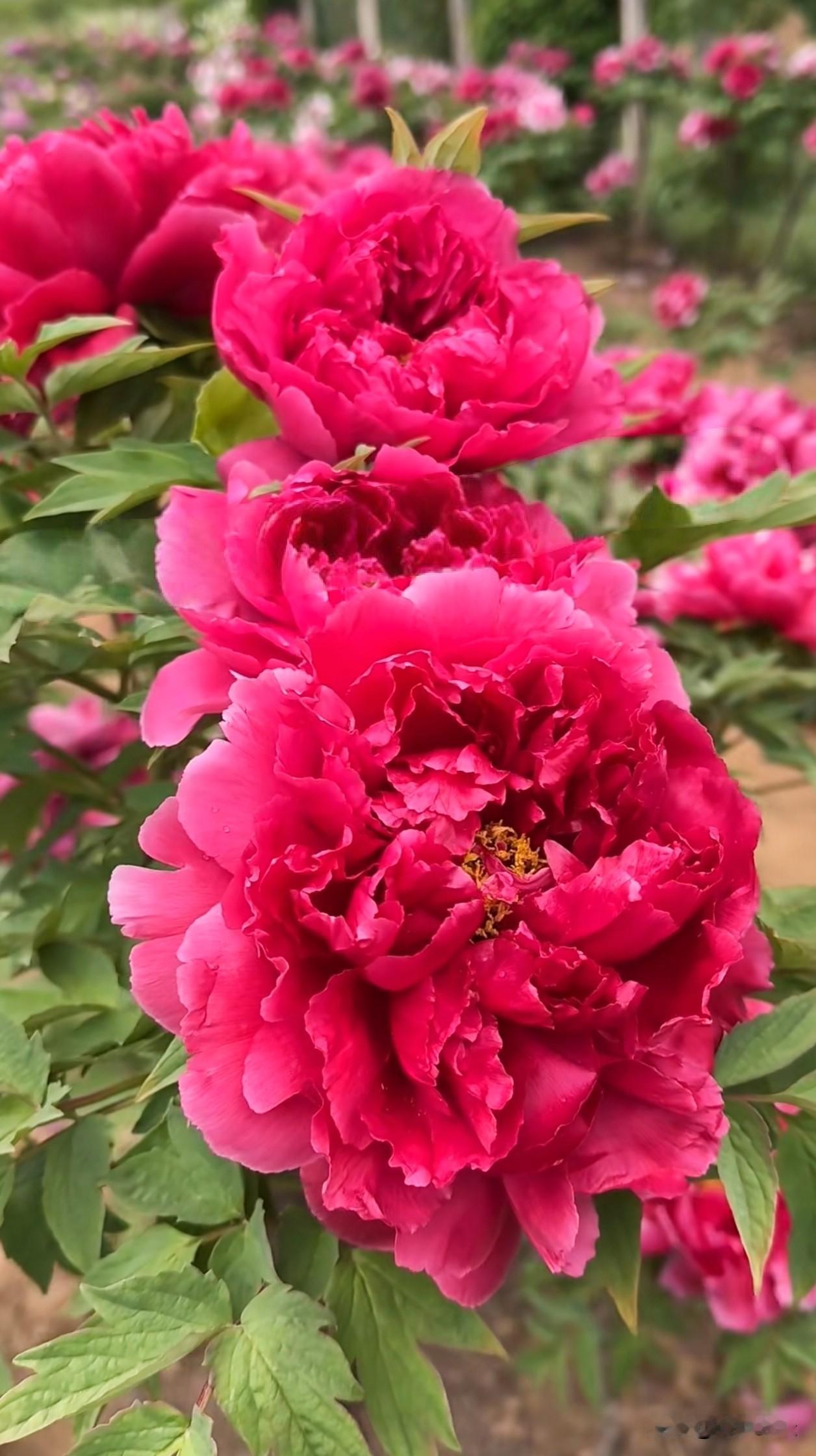 艳红牡丹热烈盛放，复色牡丹层次温柔，层层花瓣饱满大气，在绿叶映衬下尽显蓬勃生命力