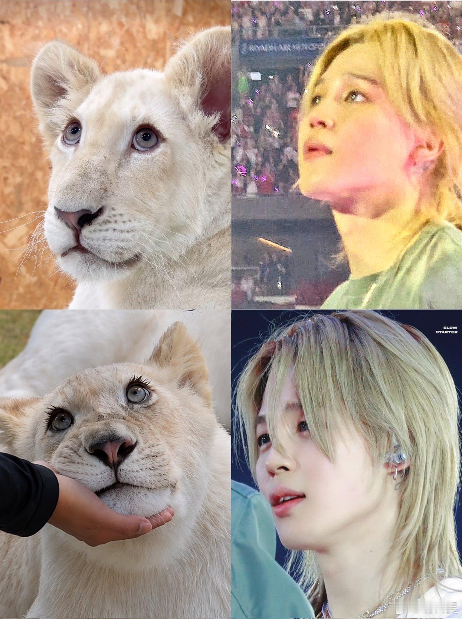 朴智旻 大型猫科动物用无辜的眼神看着你，喵喵～🦁 