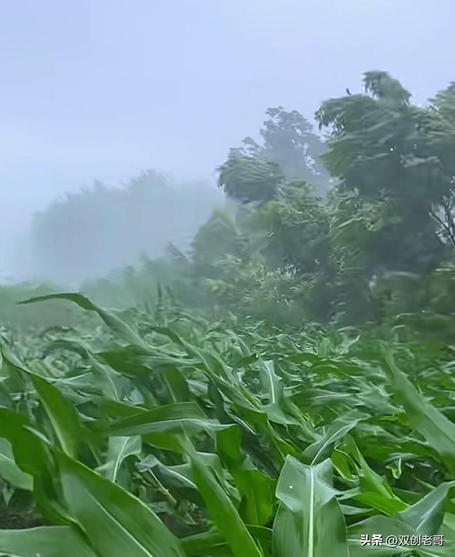 七律·夏日急雨骤晴
赤日蒸腾炎暑盛，鸣蝉起处燥融声。
忽如神驱黑云降，恰似龙飞布