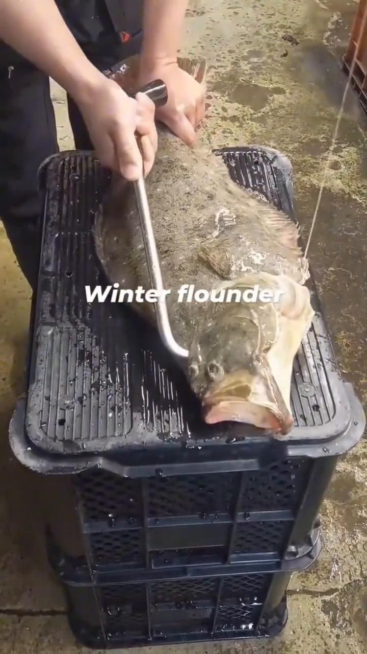Winter flounder。
