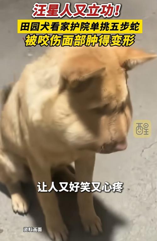 不愧是老祖宗严选！湖南，男子在家休息时，听到院里的大黄一直在叫，等他出来查看时，