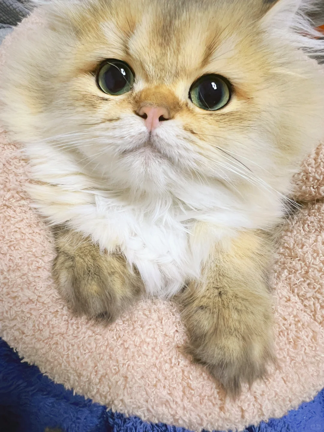 现猫｜英长金渐层易拉罐弟弟