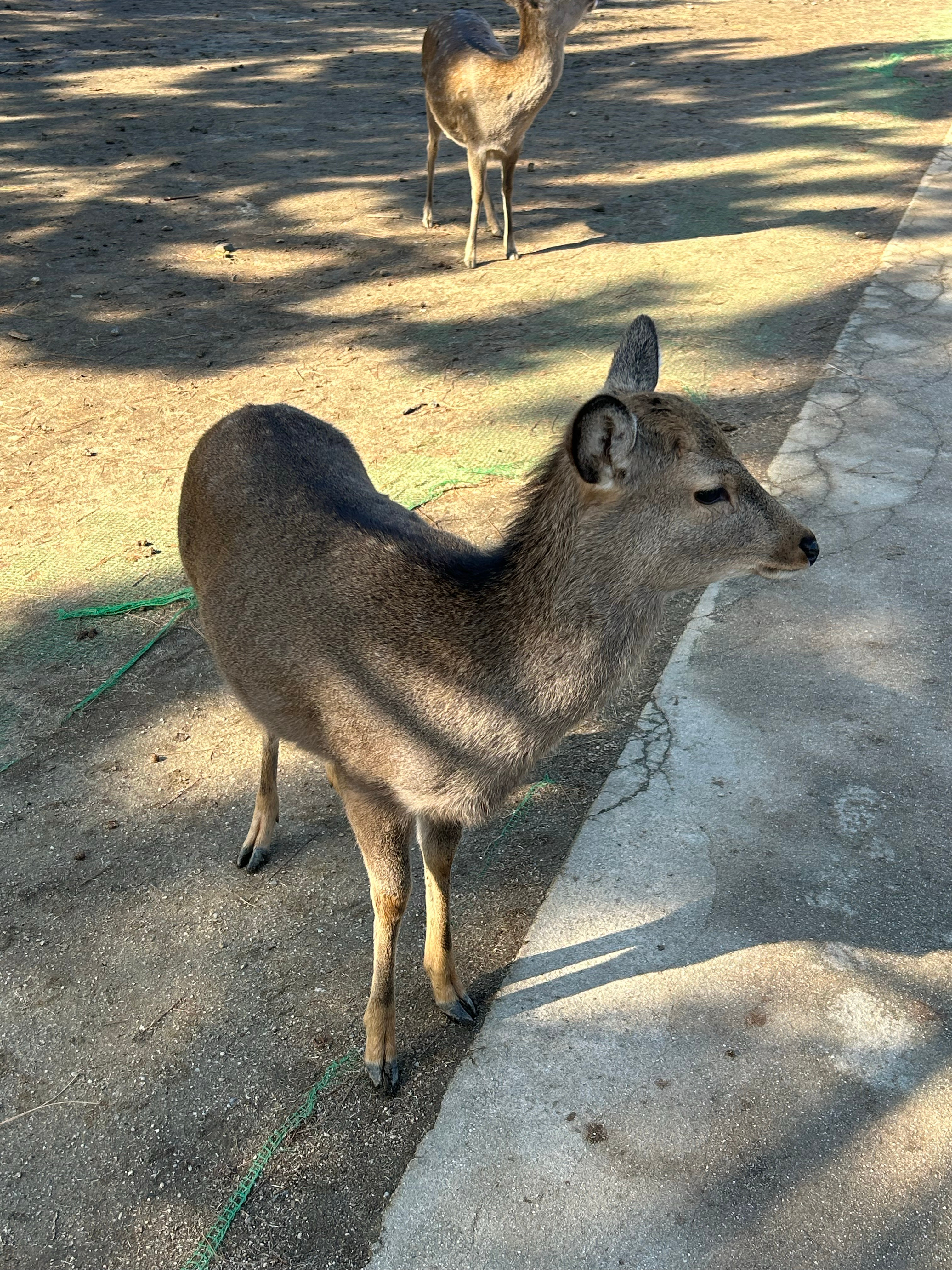 好多鹿哇☺️  