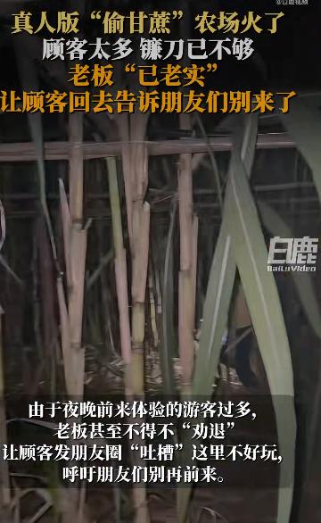四川眉山和浙江绍兴的两片甘蔗地突然在网上火了起来，原因特别有意思老板们搞了个“自