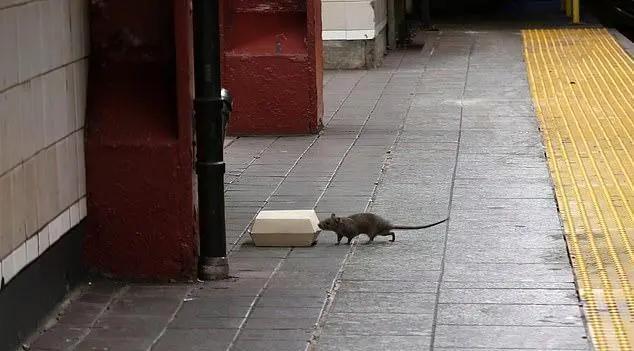 几十年前，人都吃不饱，老鼠满大街跑，不光偷吃粮食还带来很多疾病，现如今粮食多了，