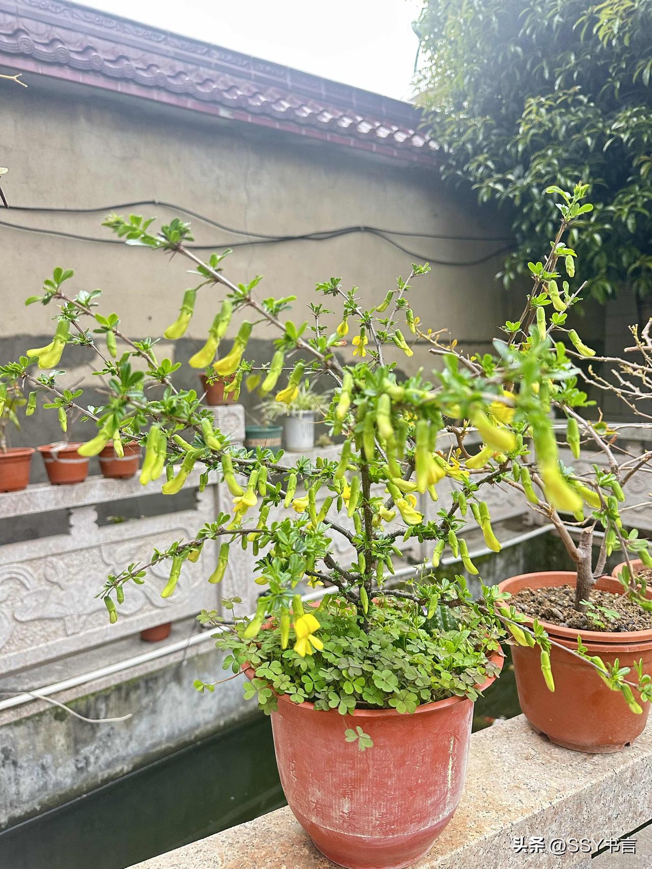 这盆花摆在院子里，挺好看的。