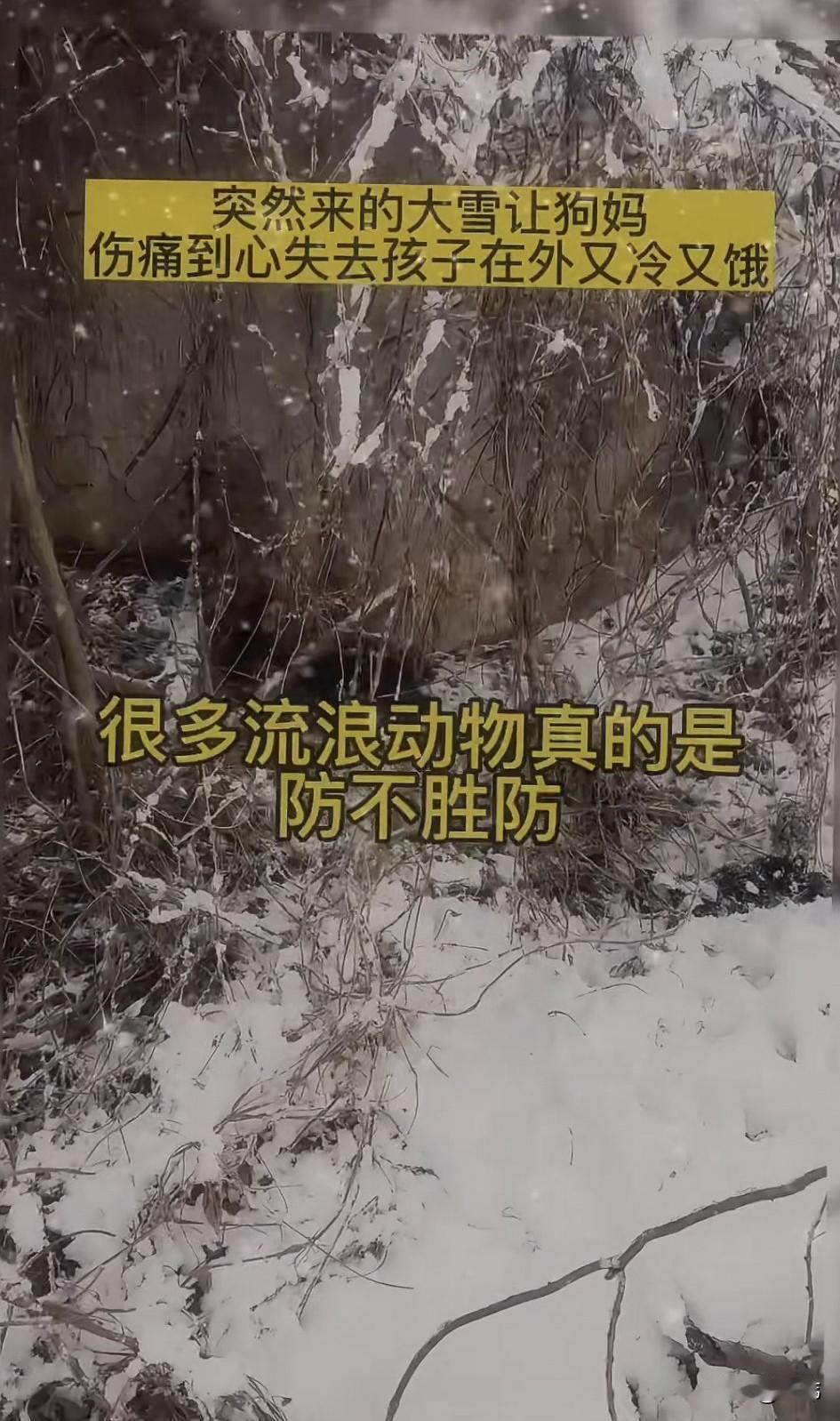 泪目了！一场突如其来的大雪令许多动物都防不胜防，一只可怜的流浪狗妈妈在这场大雪失