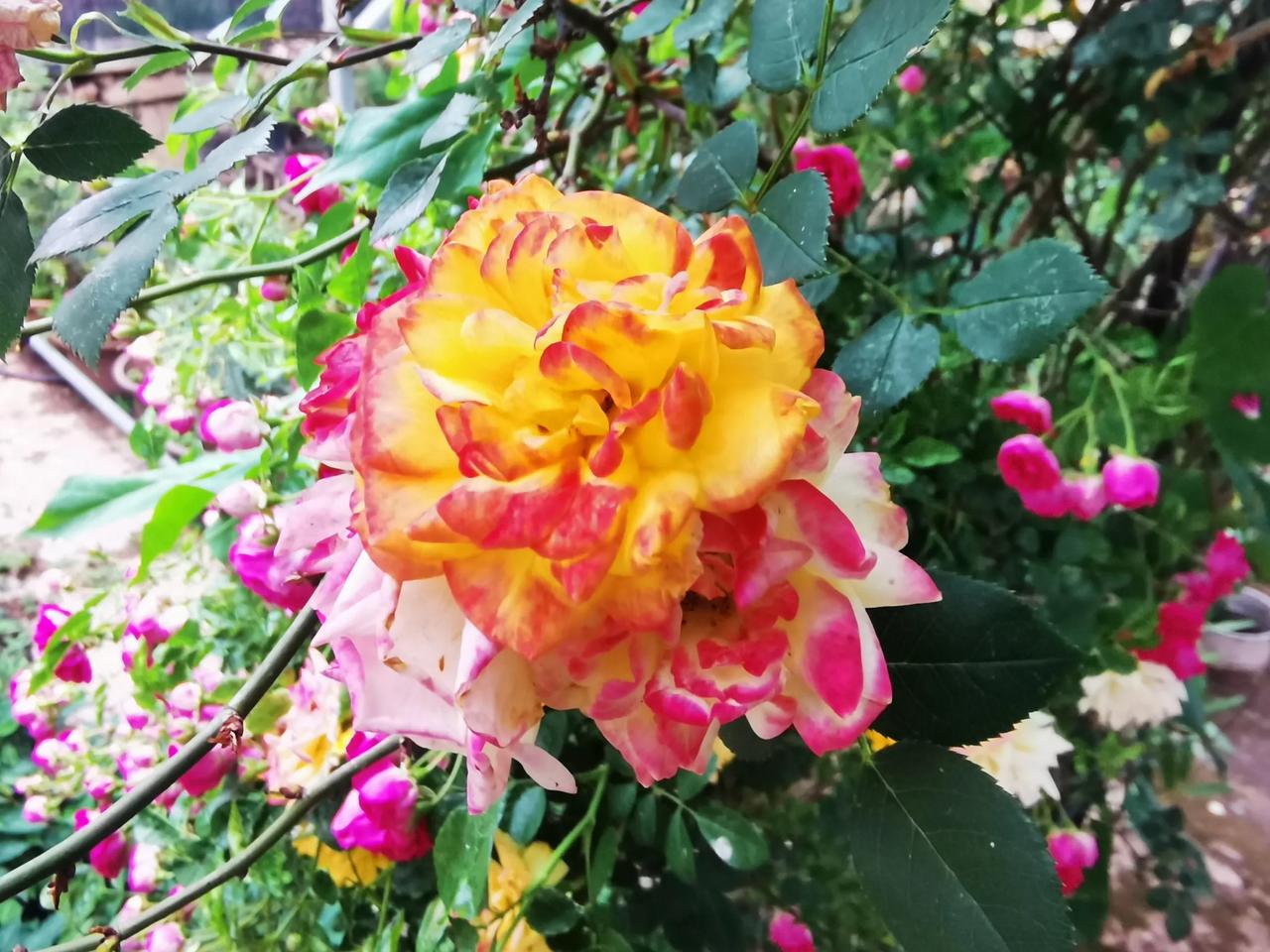 都在秀花儿，我也来一波，心情大好，我心飞翔！让生活更美好……
倾情奉献一波图，热