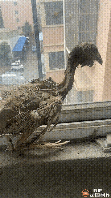 图一：这是谁家的鸡啊？怎么跑这里来呢？
图二：聪明的女孩子，充分的发挥了自己的大