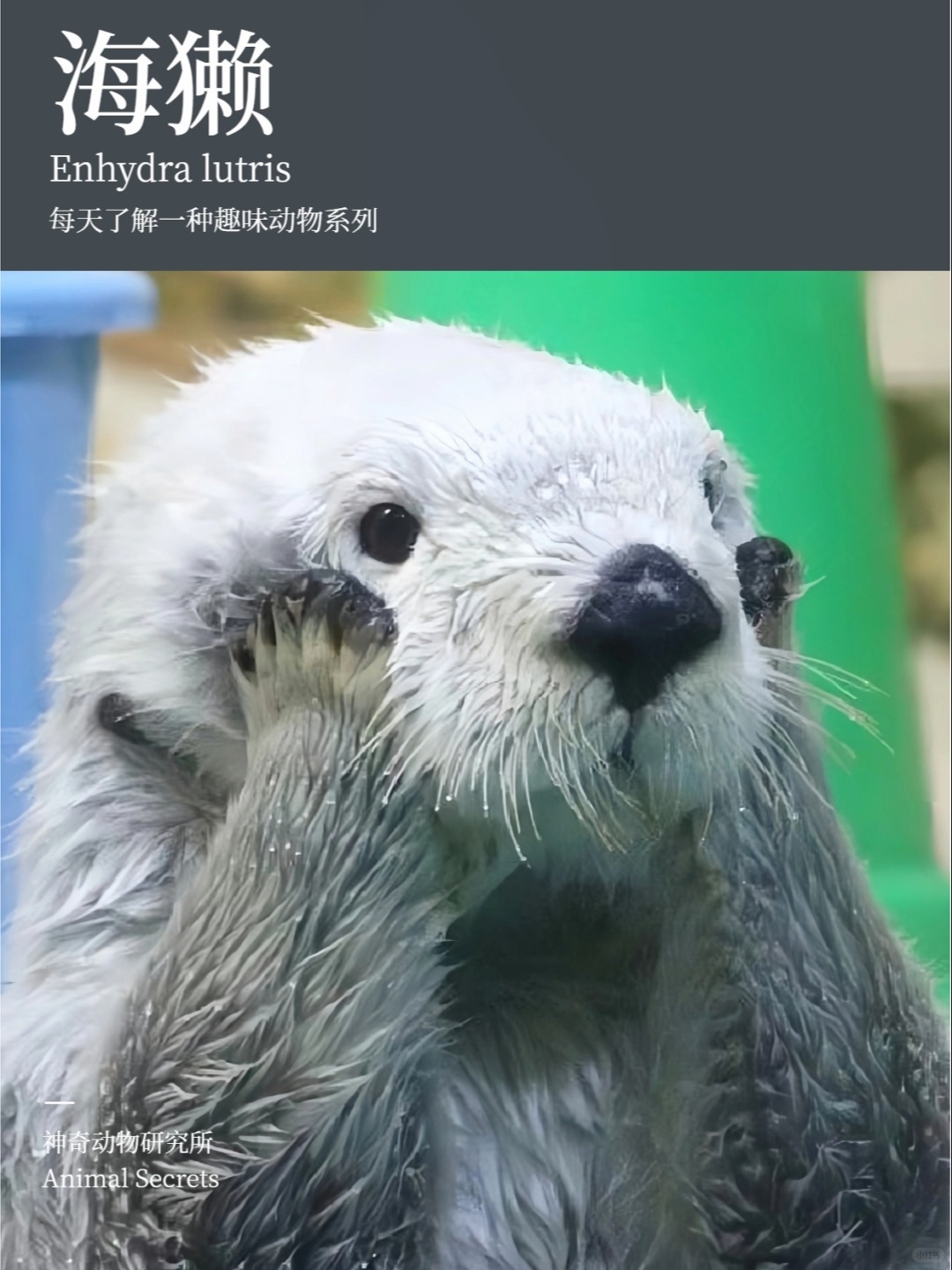 每天了解一种趣味动物👀海獭（tǎ