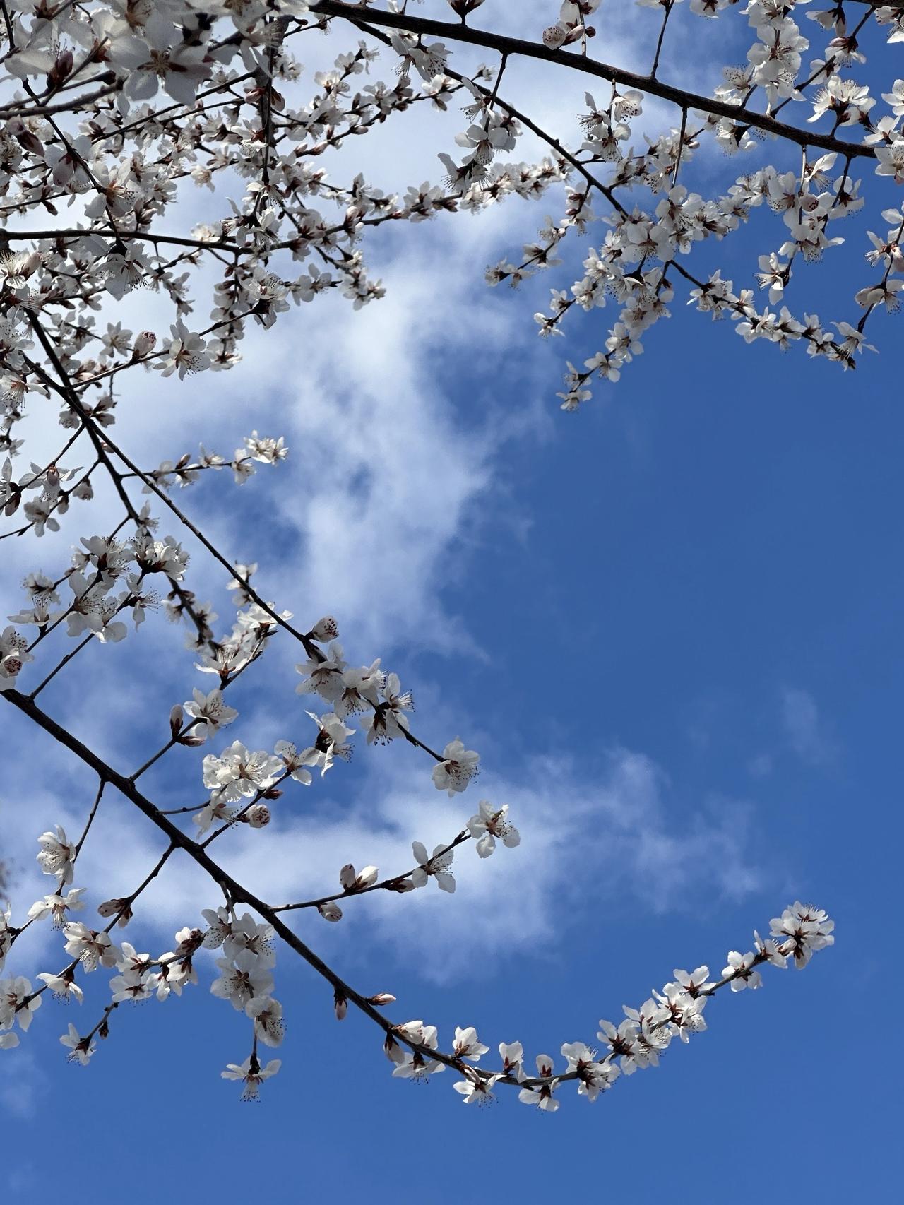 春暖花香 春天治愈系美景图